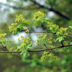 Spaanse Aak (Acer Campestre) -Garden Plants Series Store accampes 9 2