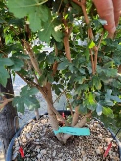 Meerstammige Veldesdoorn (Acer Campestre) -Garden Plants Series Store acer campestre meerstammig 2 1 1