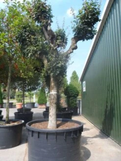 Bolesdoorn (Acer Campestre 'Nanum') -Garden Plants Series Store acer campestre oude solitaire knotvorm c1000