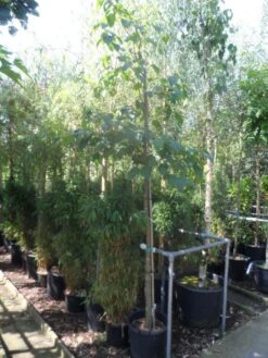 Chinese Esdoorn (Acer Davidii ) -Garden Plants Series Store acer davidii 12 14ho cont