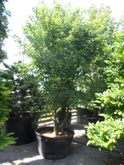 Chinese Esdoorn (Acer Davidii ) -Garden Plants Series Store acer davidii 350 400 c500 solitair meerstammig