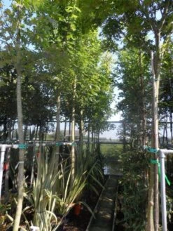 Esdoorn (Acer Freemanii 'Autumn Blaze') -Garden Plants Series Store acer freemanii autumn blaze 14 16 18 20ho cont 1