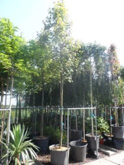 Esdoorn (Acer Freemanii 'Autumn Blaze') -Garden Plants Series Store acer freemanii autumn blaze 14 16ho cont 1