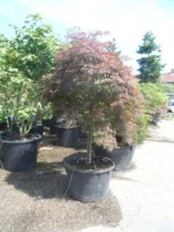 Japanse Esdoorn (Acer Palmatum 'Garnet') -Garden Plants Series Store acer garnet 120 130stam extra
