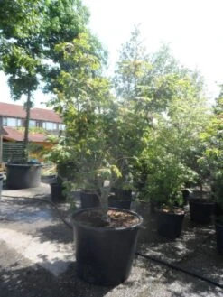 Japanse Esdoorn (Acer Japonicum 'Aconitifolium') -Garden Plants Series Store acer japonicum aconitifolium 175 200 c350