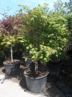 Japanse Esdoorn (Acer Japonicum 'Aconitifolium') -Garden Plants Series Store acer japonicum aconitifolium 200 225 c200