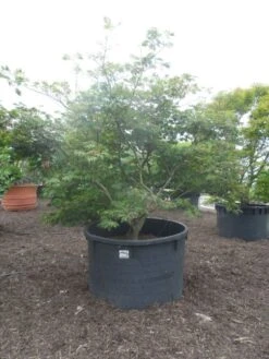 Japanse Esdoorn (Acer Japonicum 'Aconitifolium') -Garden Plants Series Store acer japonicum aconitifolium 250 300 c1500