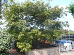 Japanse Esdoorn (Acer Japonicum 'Aconitifolium') -Garden Plants Series Store acer japonicum aconitifolium solitair