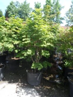 Japanse Esdoorn (Acer Japonicum 'Vitifolium') -Garden Plants Series Store acer japonicum vitifolium 175 200 c110