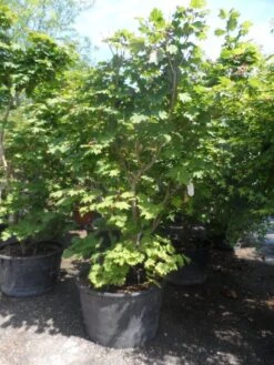 Japanse Esdoorn (Acer Japonicum 'Vitifolium') -Garden Plants Series Store acer japonicum vitifolium 200 250 c240