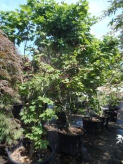 Japanse Esdoorn (Acer Japonicum 'Vitifolium') -Garden Plants Series Store acer japonicum vitifolium 250 300 c130