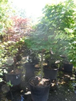 Japanse Esdoorn (Acer Japonicum 'Vitifolium') -Garden Plants Series Store acer japonicum vitifolium halfstam c130