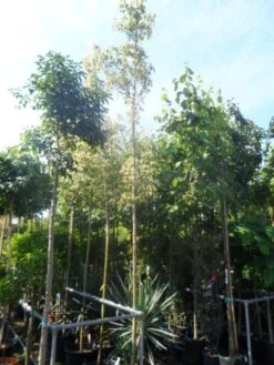 Vederesdoorn Als Boom (Acer Negundo 'Flamingo') -Garden Plants Series Store acer negundo flamingo 10 12ho cont 1