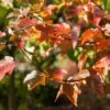 Rode Esdoorn (Acer Rubrum 'October Glory') -Garden Plants Series Store acer october glory 1