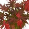 Japanse Esdoorn (Acer Palmatum 'Atropurpureum') -Garden Plants Series Store acer p. atropurpureum 2