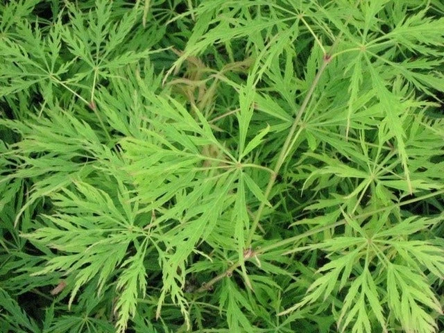 Japanse Esdoorn (Acer Palmatum 'Dissectum') 4 Japanse Esdoorn (Acer Palmatum 'Dissectum') - Image 2