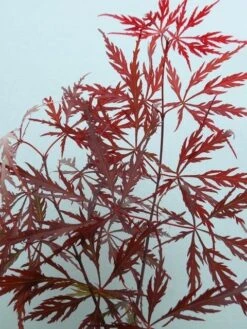 Japanse Esdoorn (Acer Palmatum 'Garnet') -Garden Plants Series Store acer p. garnet 2