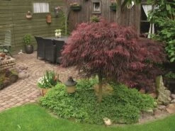 Japanse Esdoorn (Acer Palmatum 'Inabe-shidare') -Garden Plants Series Store acer p. inaba shidare 1