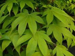 Japanse Esdoorn (Acer Palmatum 'Osakazuki') 12 Japanse Esdoorn (Acer Palmatum 'Osakazuki') -Garden Plants Series Store acer p. osakazuki 1 1