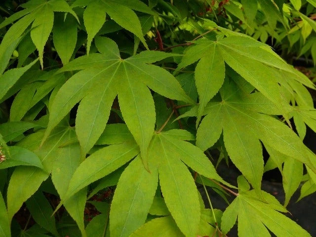 Japanse Esdoorn (Acer Palmatum 'Osakazuki') 4 Japanse Esdoorn (Acer Palmatum 'Osakazuki') - Image 2