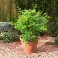 Japanse Esdoorn (Acer Palmatum 'Seiryu') -Garden Plants Series Store acer p. seiryu3