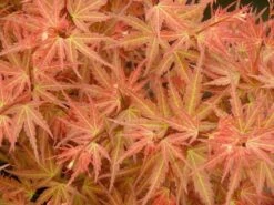 Japanse Esdoorn (Acer Palmatum 'Wilson's Pink Dwarf') -Garden Plants Series Store acer p. wilsons pink dwarf 1