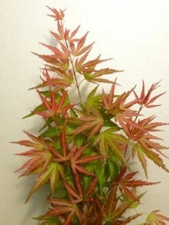 Japanse Esdoorn (Acer Palmatum 'Wilson's Pink Dwarf') -Garden Plants Series Store acer p. wilsons pink dwarf 2