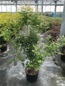 Japanse Esdoorn (Acer Palmatum 'Bi Hoo') -Garden Plants Series Store acer pal. bi hoo c20 2 1