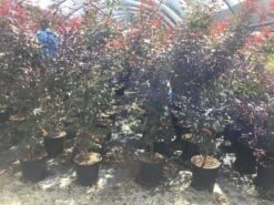 Japanse Esdoorn (Acer Palmatum 'Skeeter's Broom') -Garden Plants Series Store acer palamtum skeeters broom