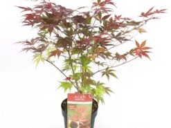 Japanse Esdoorn (Acer Palmatum 'Atropurpureum') -Garden Plants Series Store acer palm. atropurpeum c3 1