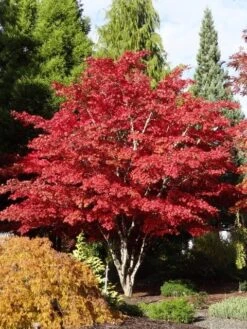 Japanse Esdoorn (Acer Palmatum 'Atropurpureum') -Garden Plants Series Store acer palm. atropurpureum 3 1