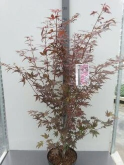 Japanse Esdoorn (Acer Palmatum 'Atropurpureum') -Garden Plants Series Store acer palm. atropurpureum c10 1