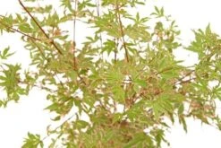 Japanse Esdoorn (Acer Palmatum 'Beni-shichi-henge') -Garden Plants Series Store acer palm. beni shichi henge 1