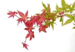 Japanse Esdoorn (Acer Palmatum 'Beni-maiko') -Garden Plants Series Store acer palm. beni maiko zoom 1