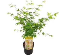 Japanse Esdoorn (Acer Palmatum 'Bi Hoo') -Garden Plants Series Store acer palm. bi hoo