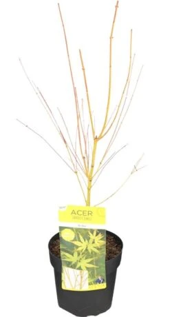 Japanse Esdoorn (Acer Palmatum 'Bi Hoo') -Garden Plants Series Store acer palm. bi hoo kaal
