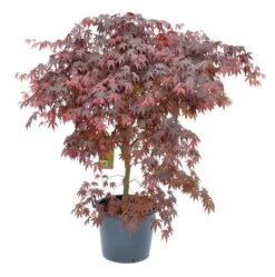 Japanse Esdoorn (Acer Palmatum 'Bloodgood') -Garden Plants Series Store acer palm. bloodgood c50 1