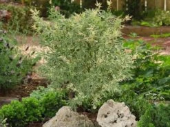 Japanse Esdoorn (Acer Palmatum 'Butterfly') -Garden Plants Series Store acer palm. butterfly 2