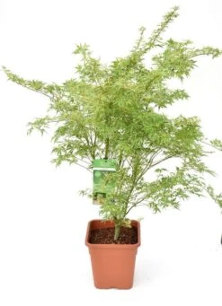Japanse Esdoorn (Acer Palmatum 'Butterfly') -Garden Plants Series Store acer palm. butterfly c14 3