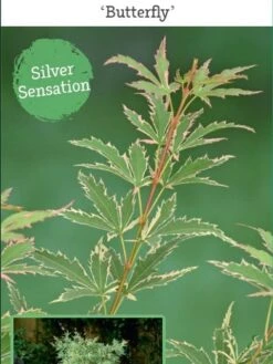 Japanse Esdoorn (Acer Palmatum 'Butterfly') -Garden Plants Series Store acer palm. butterfly c3 4