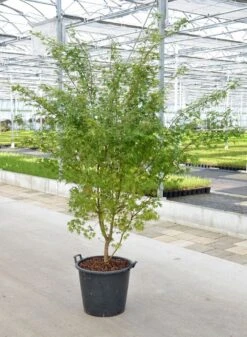 Japanse Esdoorn (Acer Palmatum) -Garden Plants Series Store acer palm. c50 1
