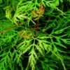 Japanse Esdoorn (Acer Palmatum 'Emerald Lace') -Garden Plants Series Store acer palm. emerald lace 1