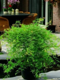 Japanse Esdoorn (Acer Palmatum 'Emerald Lace') -Garden Plants Series Store acer palm. emerald lace 2