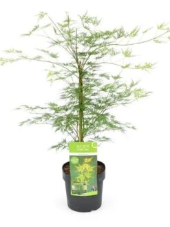 Japanse Esdoorn (Acer Palmatum 'Emerald Lace') -Garden Plants Series Store acer palm. emerald lace c3