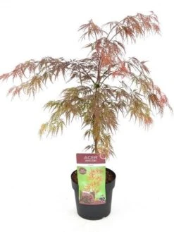 Japanse Esdoorn (Acer Palmatum 'Garnet') -Garden Plants Series Store acer palm. garnet c3