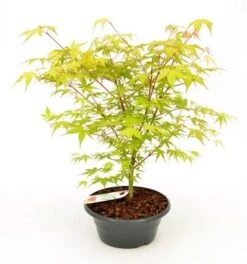 Japanse Esdoorn (Acer Palmatum 'Katsura') -Garden Plants Series Store acer palm. katsura patio p23 2
