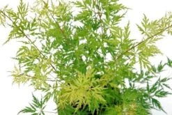 Japanse Esdoorn (Acer Palmatum 'Seiryu') -Garden Plants Series Store acer palm. seiryu