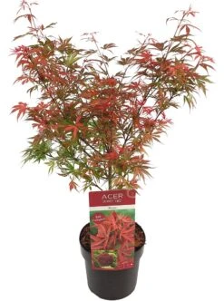 Japanse Esdoorn (Acer Palmatum 'Shaina') -Garden Plants Series Store acer palm. shaina c3