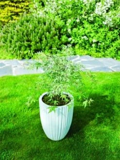 Japanse Esdoorn (Acer Palmatum 'Ukigumo') -Garden Plants Series Store acer palm. ukigumo