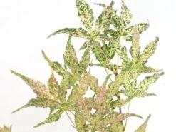 Japanse Esdoorn (Acer Palmatum 'Ukigumo') -Garden Plants Series Store acer palm. ukigumo 1